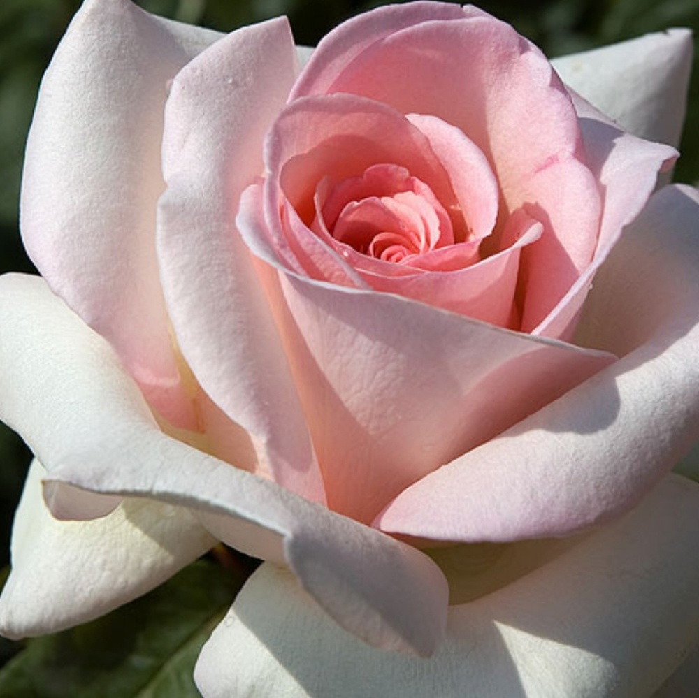 🌼🌼🌼🌼🌼🌼🌼🌼🌼🌼🌼🌼🌼 - Picture 2 of 4